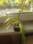 Хлорофитум (Spider plant) младо растение , снимка 3