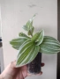 Традесканция, tradescantia albiflora Giant, снимка 4