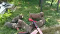 Американски питбул териер - 5мъжки и 3 женски , снимка 5