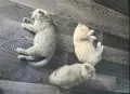 Шотландски клепоухи и британски късокосмести бебета котенца , снимка 7