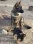 Немска Овчарка Сивак, снимка 3