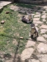 Сибирско хъски, снимка 17