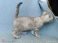  Женска бенгалска котка, Bengal Snow Lynx, , снимка 3