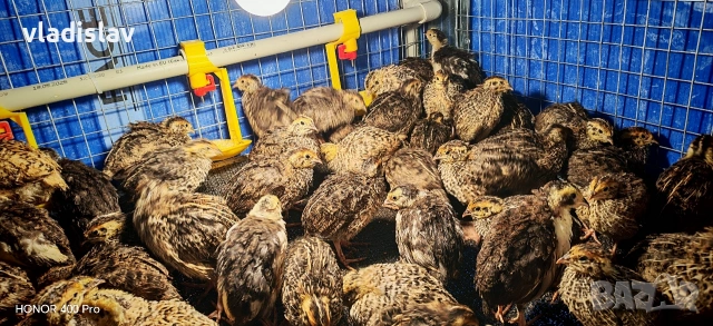 Продавам пътпадъци и пилета и яйца, снимка 3 - Кокошки и пуйки - 54382957