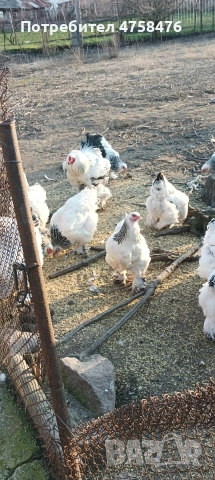 яйца за лепене от Колумбийска брама , снимка 3 - Кокошки и пуйки - 54178648