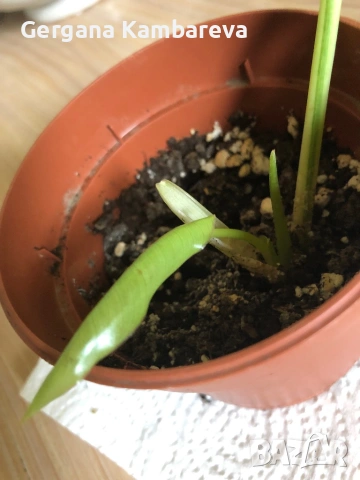 Philodendron Burle Marx Variegata , снимка 4 - Стайни растения - 54668522