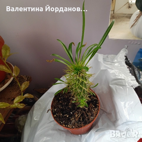 стайни цветя , снимка 10 - Стайни растения - 54590866