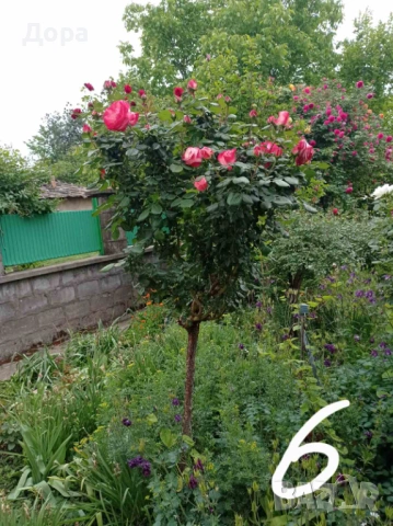 Щамбови рози, цветово разнообразие., снимка 7 - Градински цветя и растения - 44639785