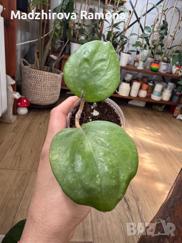 Hoya Хоя Balaensis , снимка 2 - Стайни растения - 54569697