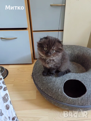 Шотландски клепоухи, снимка 2 - Британска късокосместа - 54936320