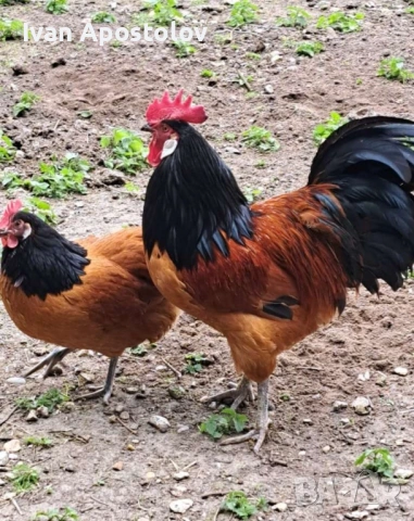 Яйца разплодни от Форверк, снимка 2 - Кокошки и пуйки - 54270105