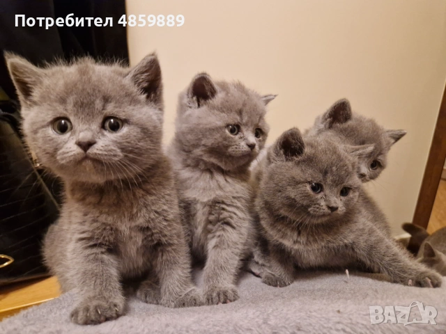 Британчета си търсят дом, снимка 2 - Британска късокосместа - 54948014