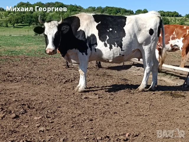 Продават се, снимка 2 - Крави - 54710130