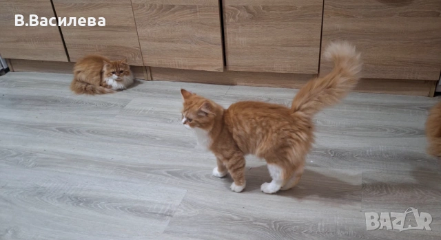 Персийски котета, снимка 8 - Персийска - 53958055