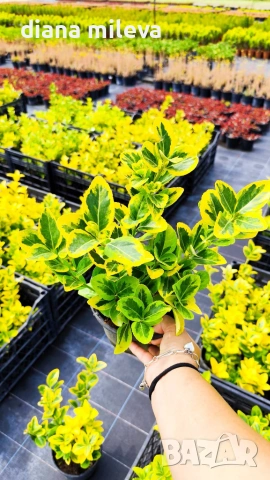 Евонимус Ауреа, Euonymus Japonica Aurea, снимка 10 - Градински цветя и растения - 54458056