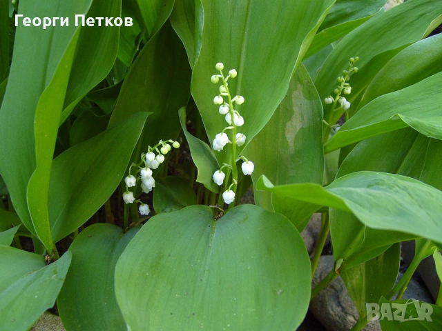 Момина сълза - 10 коренчета., снимка 4 - Градински цветя и растения - 53957385