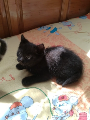 Черно женско коте на 50 дни - Перник , снимка 2 - Други - 54807083