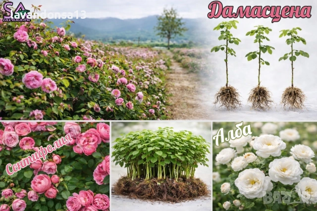 Лавровишна – Вечнозелен Храст за Жив Плет | В Контейнери, снимка 13 - Градински цветя и растения - 42641155