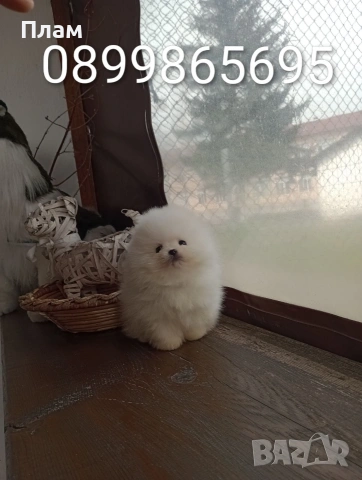 Померани.Реални снимки ! , снимка 3 - Померан - 54055195