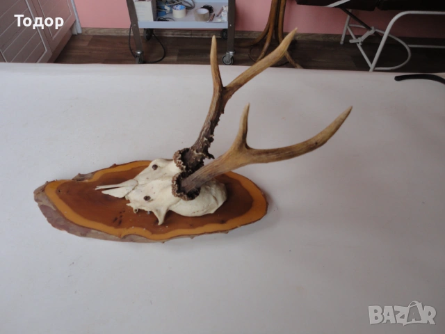Ловен трофей рога 15 , снимка 3 - Ножове - 54087383