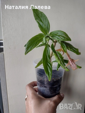 Колумнея, columnea Schiedeana