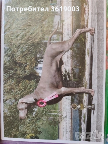 Ваймаранери , снимка 12 - Ваймаранер - 54205375