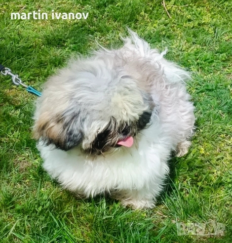 Мъжко шитцу, снимка 5 - Ши Тцу - 54160033