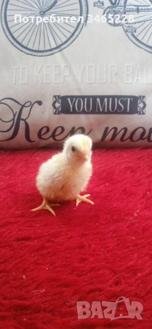 пиленца Брама,бял легхорн и Шабо , снимка 5 - Кокошки и пуйки - 54311238