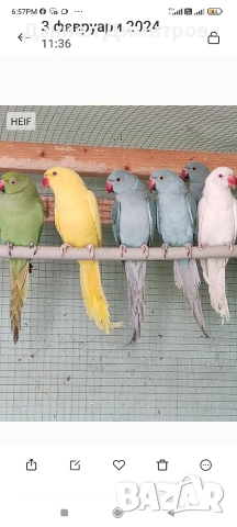 птици на добри цени 🦜, снимка 8 - За птици - 54742395