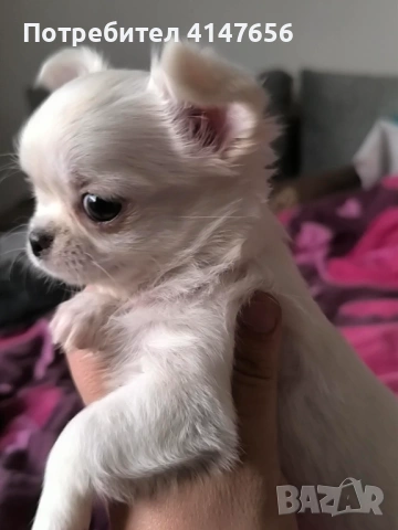 Чихуахуа момиченце, снимка 5 - Чихуахуа - 54370308