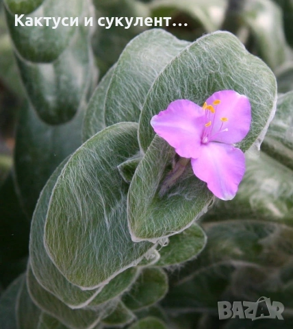 Сукулент Tradescantia sillamontana растение 
