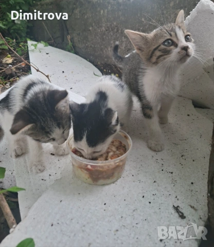 Котета търсят дом, снимка 9 - Други - 54756003