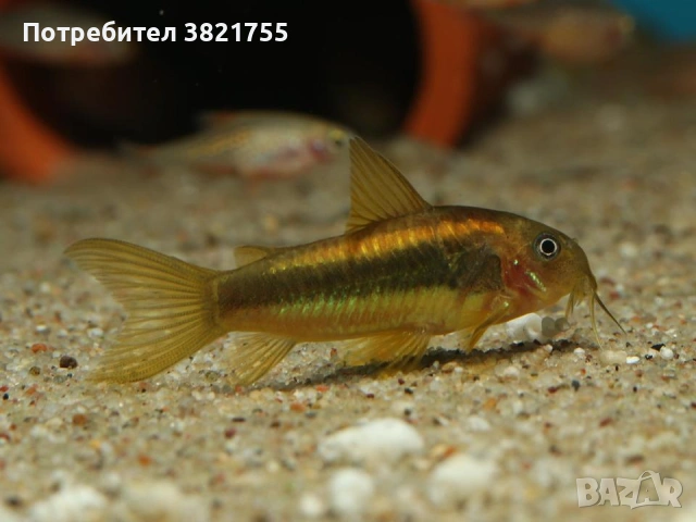 Сомче, сомче corydoras gold laser, gold stripe, снимка 14 - Рибки - 55245469