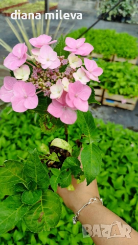 Хортензия Месалина, Hydrangea Messаlina  за сянка !, снимка 4 - Градински цветя и растения - 43401747