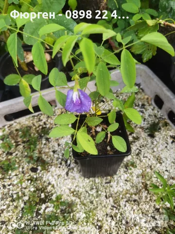 🌿 Трилистна клитория (Clitoria ternatea) – екзотична цъфтяща лиана, снимка 4 - Разсади - 55620343