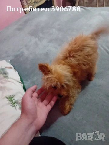 Продавам помапу мъжко от развъдник, снимка 3 - Други - 54156626