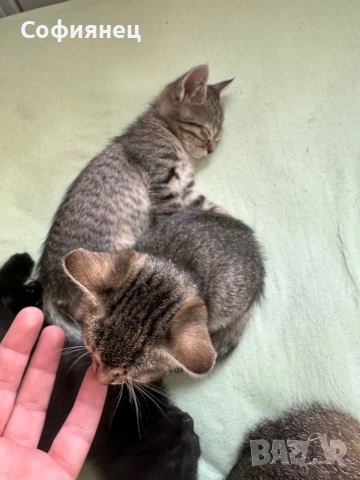 Подарявам малки котенце с хиг. навици, снимка 3 - Други - 54682761
