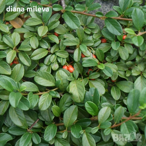 Котонеастър Дамери Мажор, Cotoneaster Dammeri Major, снимка 2 - Градински цветя и растения - 55283660