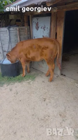 Продавам крава с телето.