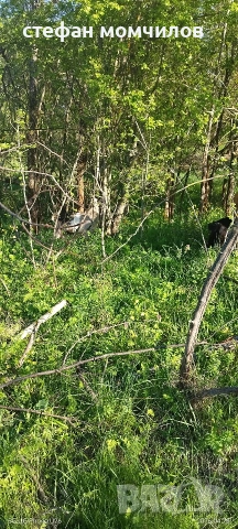 ярета, снимка 2 - Кози - 54345171