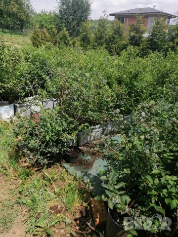 Американска синя боровинка , снимка 3 - Градински цветя и растения - 54063041