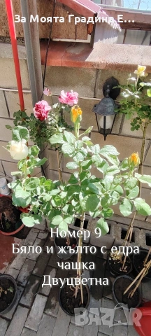Щамбови Рози 🌹 Роза дръвче! , снимка 4 - Градински цветя и растения - 54425095