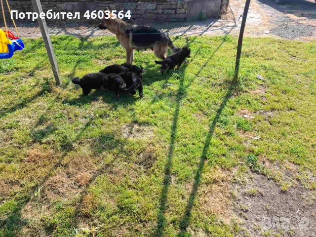 Немски овчарки, снимка 5 - Немска овчарка - 54514129