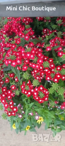 🌸  Вербена (Върбинка) Микс – Готови за засаждане! 🌸 15 бр. за 15€ , снимка 3 - Градински цветя и растения - 54796546