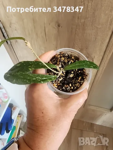 Хоя Rigidifolia splash, снимка 3 - Стайни растения - 55572967