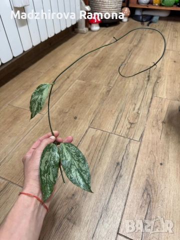 Hoya Хоя Coriacea Silver 