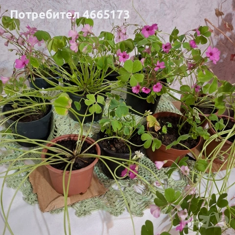 Оксалис /Детелина Бяла и Розова , снимка 2 - Градински цветя и растения - 54510708