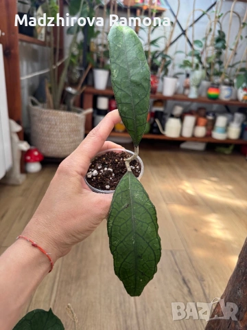 Hoya Хоя Finlaysonii sukirin, снимка 2 - Стайни растения - 54569704