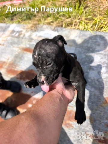 Малки потбулчета , снимка 10 - Питбул - 54251823