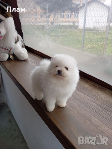 Померани.Реални снимки ! Различни възрасти !!!